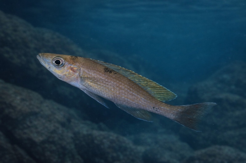 Paracyprichromis brieni 'Rumonge'